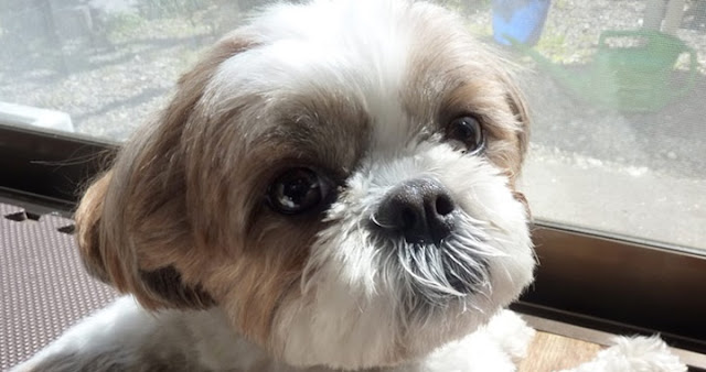 Por que meu shih tzu se lambe, morde ou coça compulsivamente?