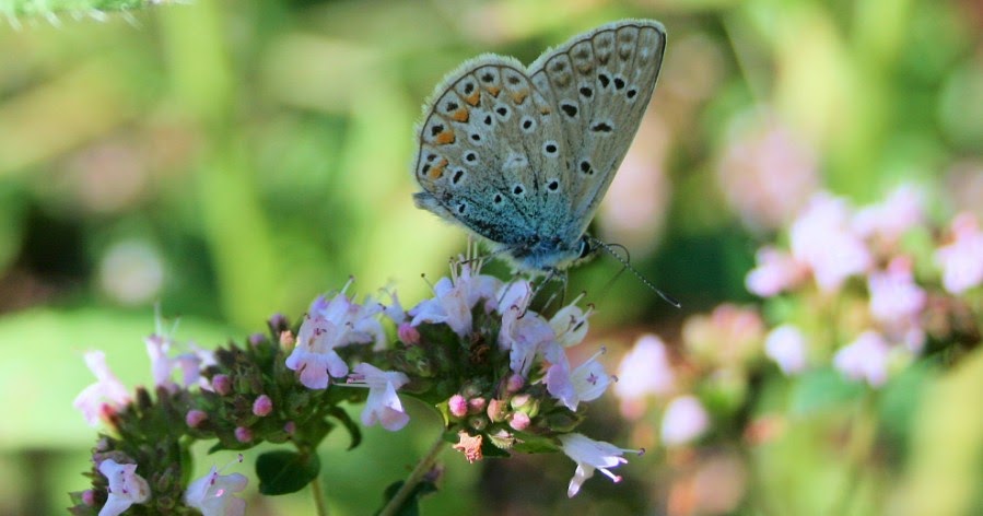 Ini Dia 7 Keistimewaan Orang Yang Lahir Di Bulan Juli Berita Online