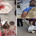 WATCH: Man’s Private Bitten by a 10 Ft Long Snake While Inside the Toilet!