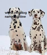 best top 10 dogs in india (hindi 2018) best top 10 dogs in india (hindi 2018)