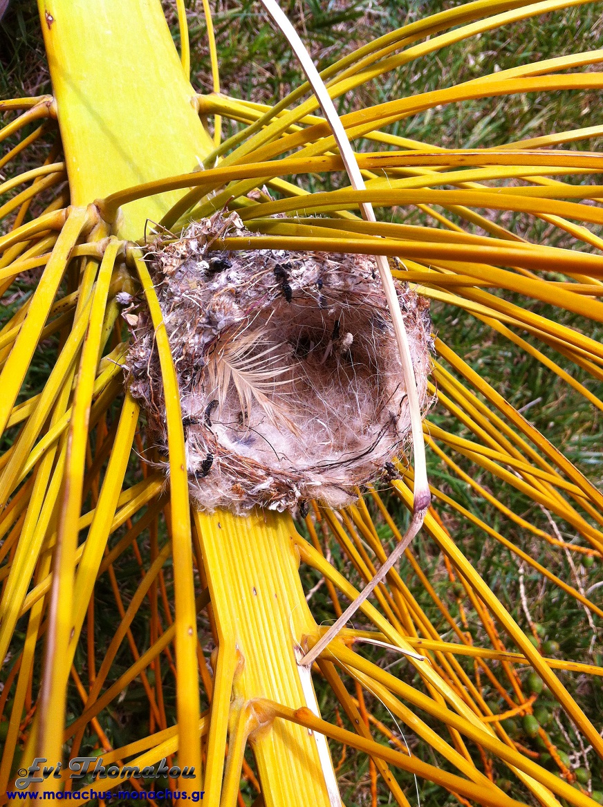 Monachus Monachus Apartments in Frangokastello, Sfakia, Chania, Greece