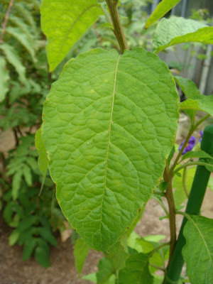Folha FLOR-DO-PAPA, TOMALÓN - (Lycianthes lycioides)