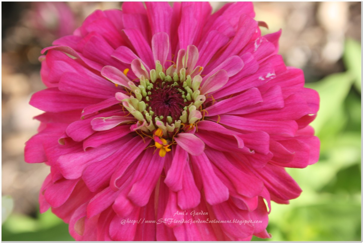 Southeast Florida Garden Evolvement Singing the Zinnia Song