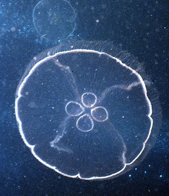 Animals Plants Rainforest: Moon jellyfish+picture