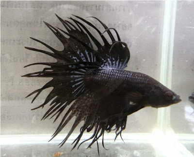 BETTA SPLENDENS BETTA SPLENDENS