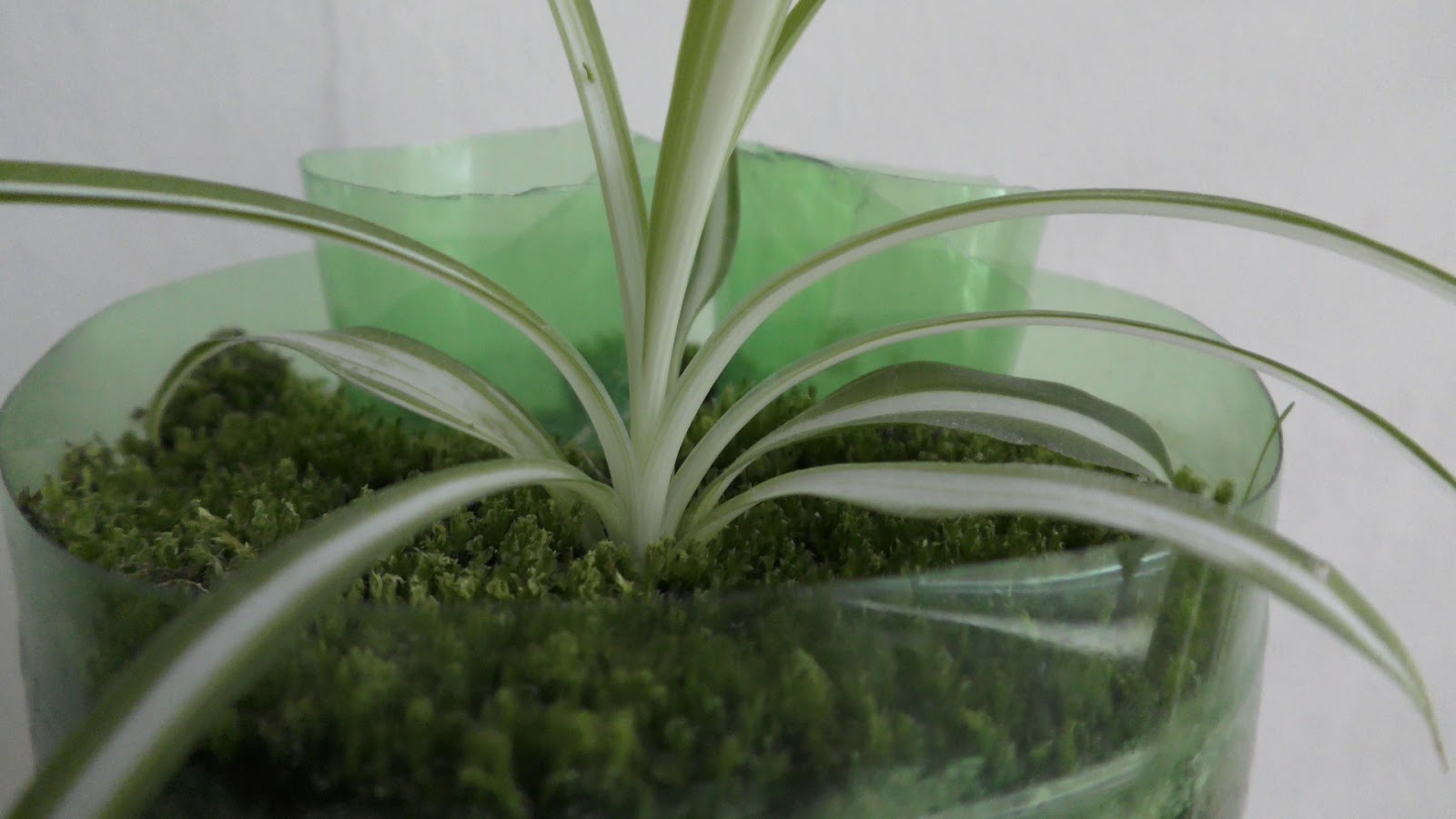 Random Bits Growing Spider Plant on Top of Aquarium