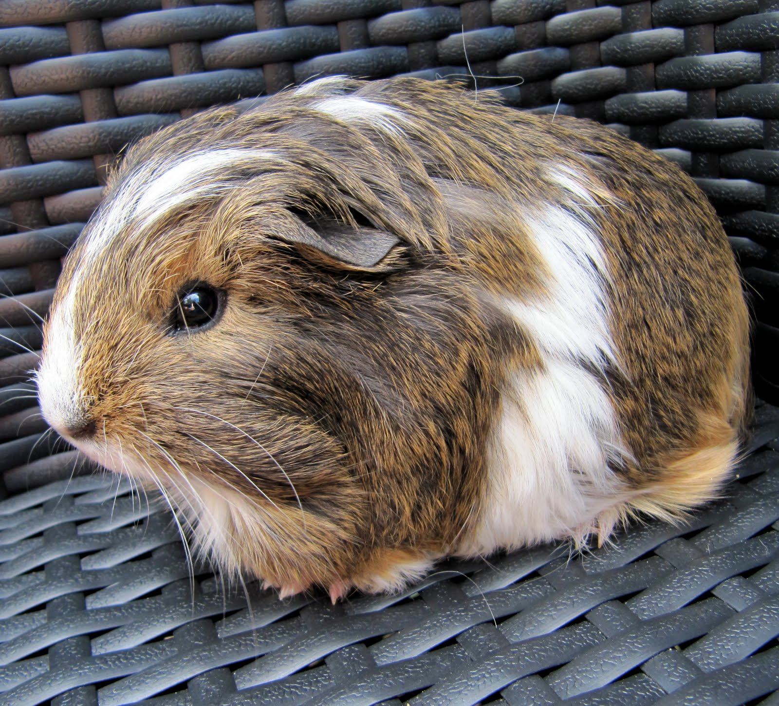 All Things Guinea Pig Breeds and Varieties