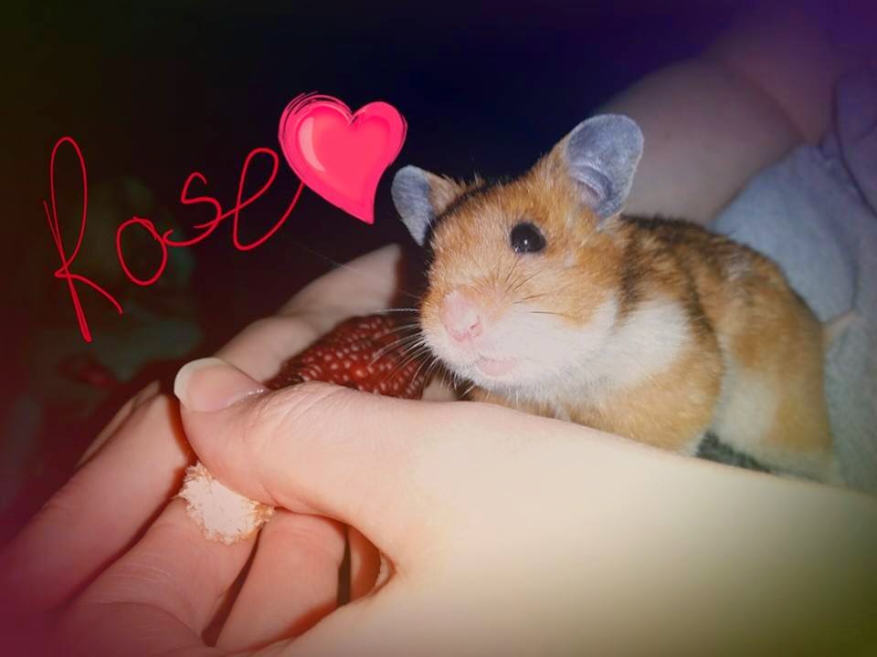 My Life With Hamsters Rose