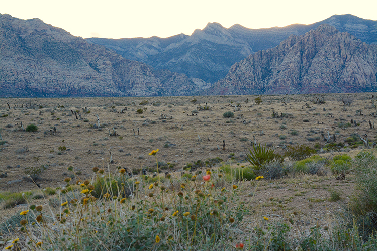 Red Rock Canyon; Nevada | My Darling Days Red Rock Canyon; Nevada | My Darling Days