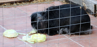 Sassy munches some lettuce Sassy munches some lettuce