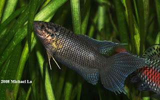 Macropodus Hongkongensis Macropodus Hongkongensis