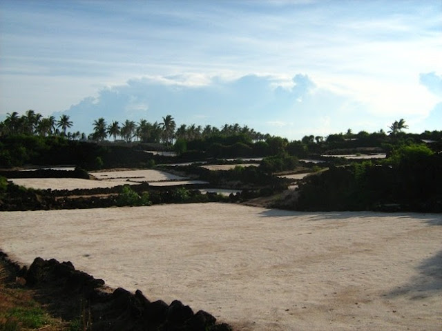 Ruộng tỏi ở đảo Bé