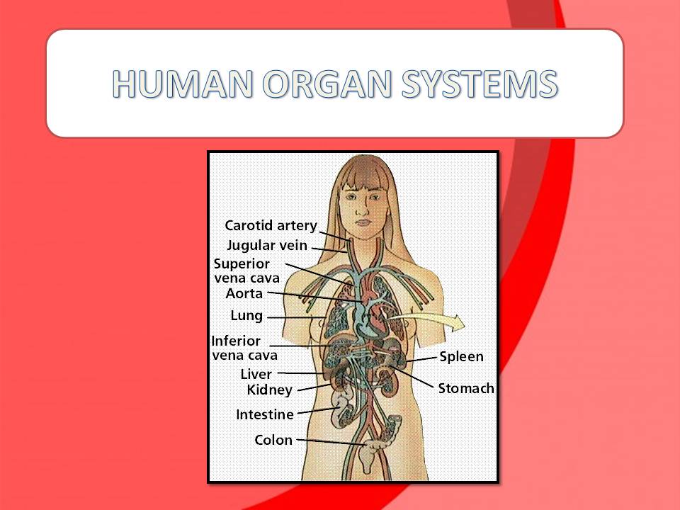 Ms Rashid Science Human Organ Systems