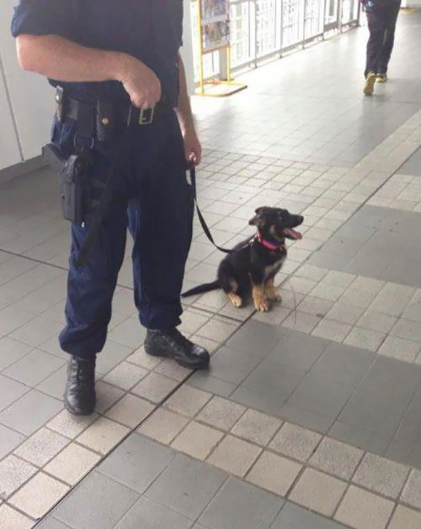#8 One Day, I'll Be A Big Police Dog - 10 Puppies On Their First Days Of Work That Will Make Your Day #8 One Day, I'll Be A Big Police Dog - 10 Puppies On Their First Days Of Work That Will Make Your Day