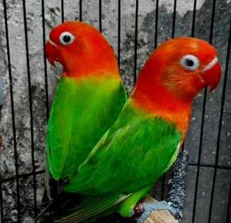 Jenis dan warna Lovebird yang paling mahal di Indonesia - Wargamalaya