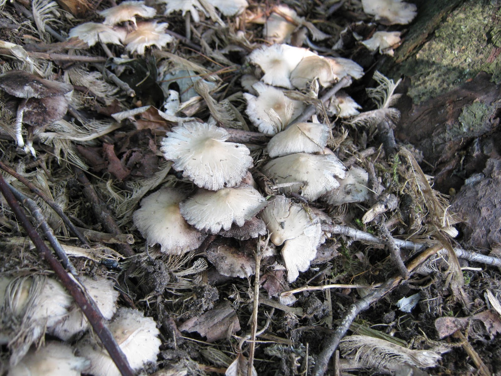 The Daily Bone: The Mysterious Toadstools