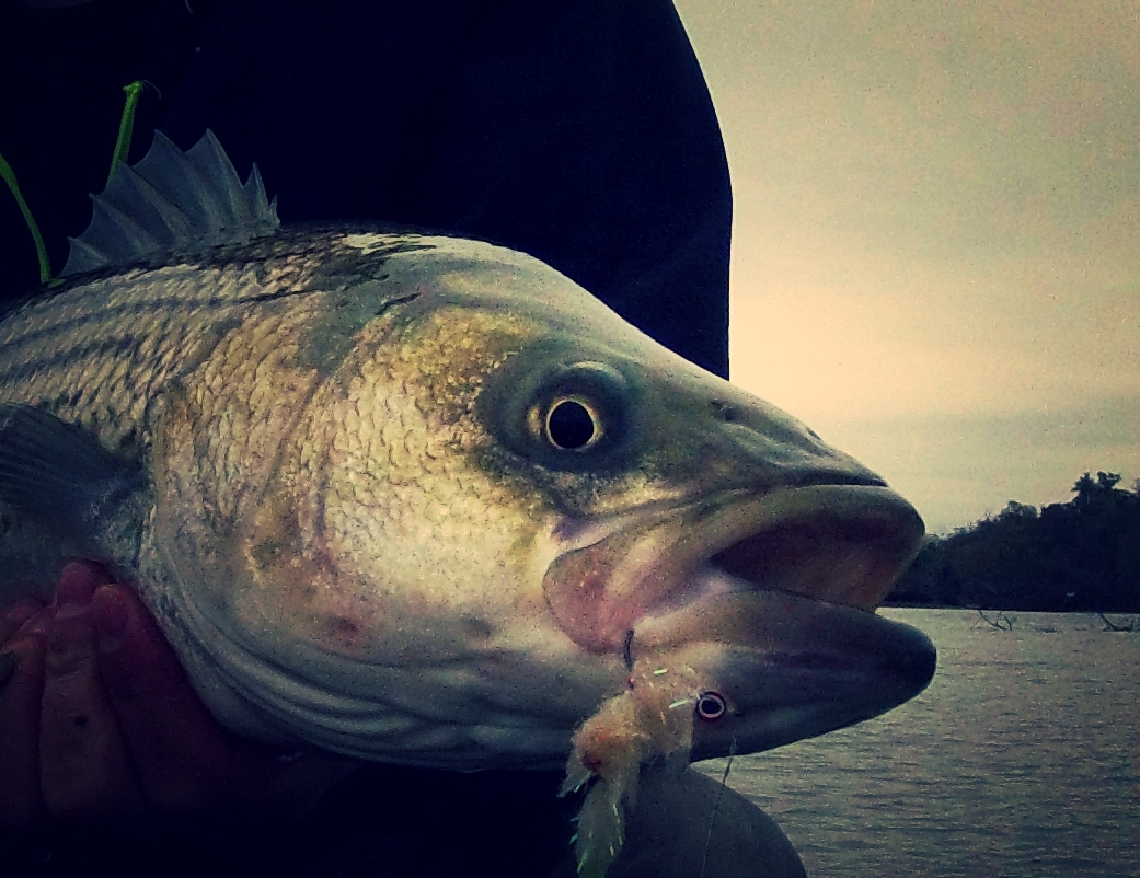 2FlyFish4 How Bout Them Striper!