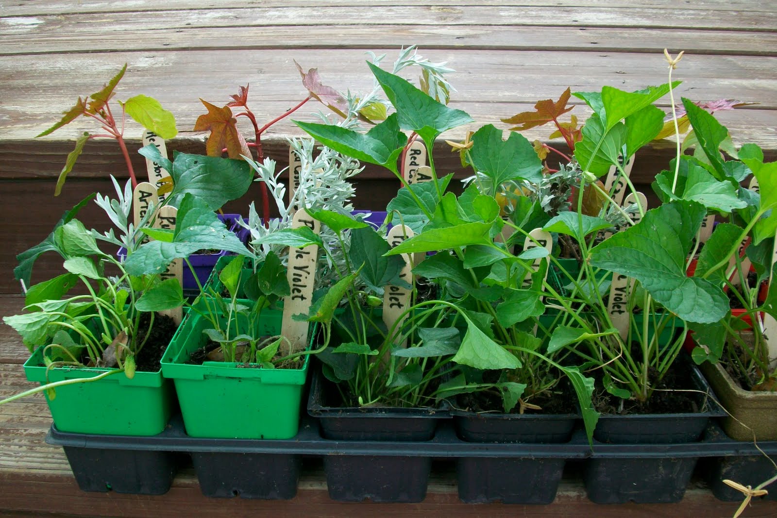 Gardening 4 Life Prepping For A Plant Swap Gardening 4 Life Prepping For A Plant Swap