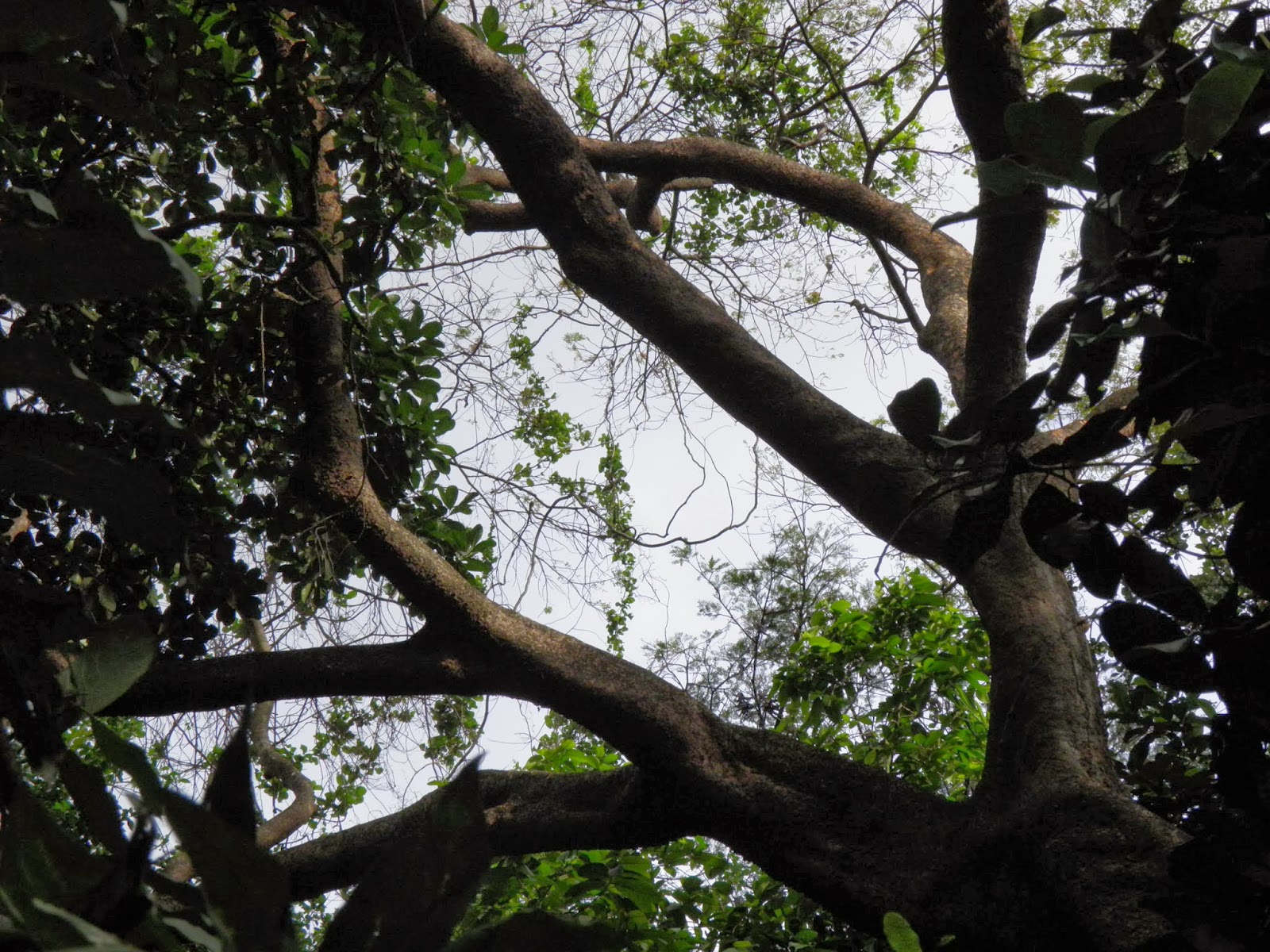 Recife; Jardim Botânico; 