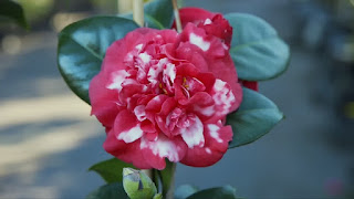 Gardening Australia ep.32 2017 Gardening Australia ep.32 2017