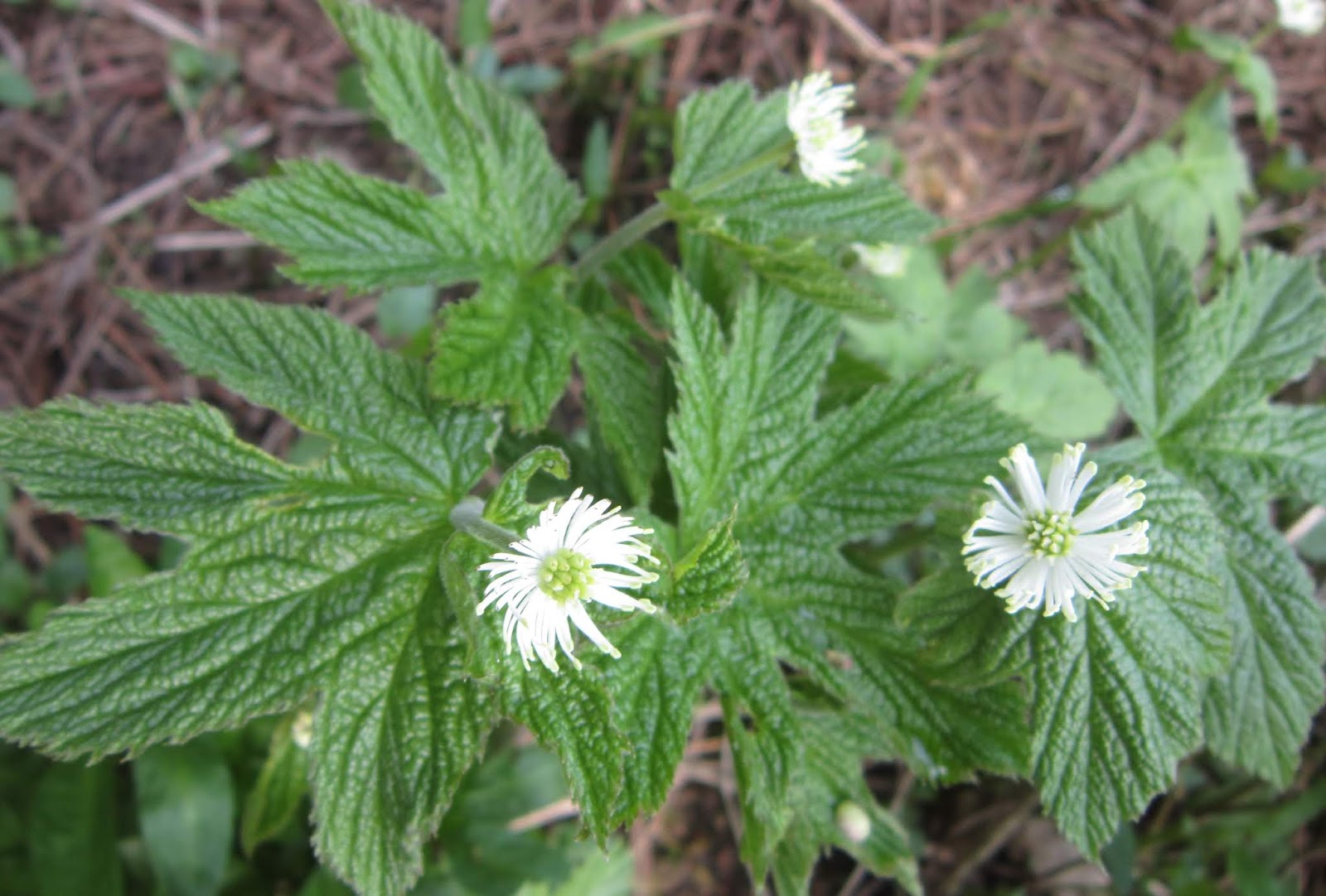 Goldenseal Tea, Water Therapy &amp; Diet Heals Aids Natural