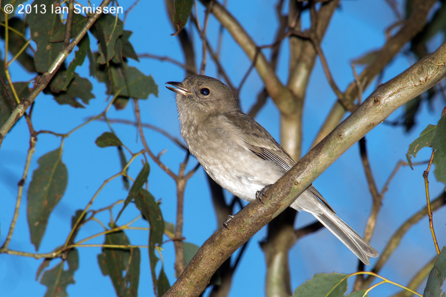 A passion for birds... Brisbane Ranges Bush Birds