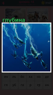  несколько пингвинов устремились в глубину под водой