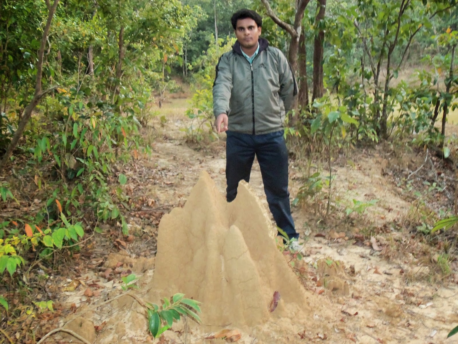 A termite's mound in the jungle
