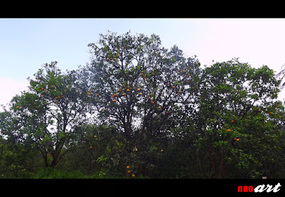 nnoart: Musim buah di kebun jeruk Malang Saat musim buah di kebun jeruk Malang, maka pohon-pohon yang ada pada setiap kebun akan terlihat kuning.