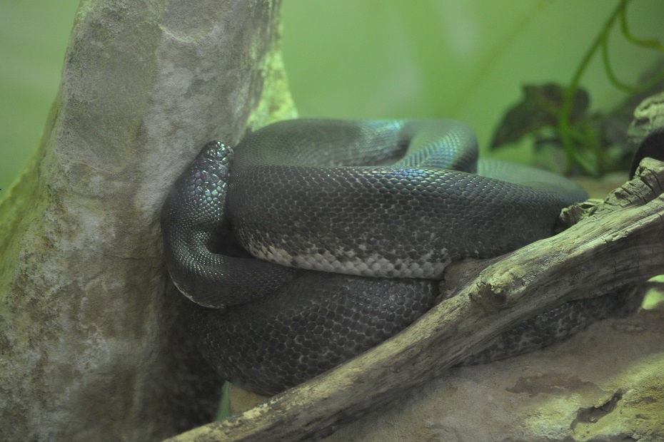 ZOOTOGRAFIANDO (6.100 ANIMALS): PITÓN DE SAVU / SAVU PYTHON (Liasis ...