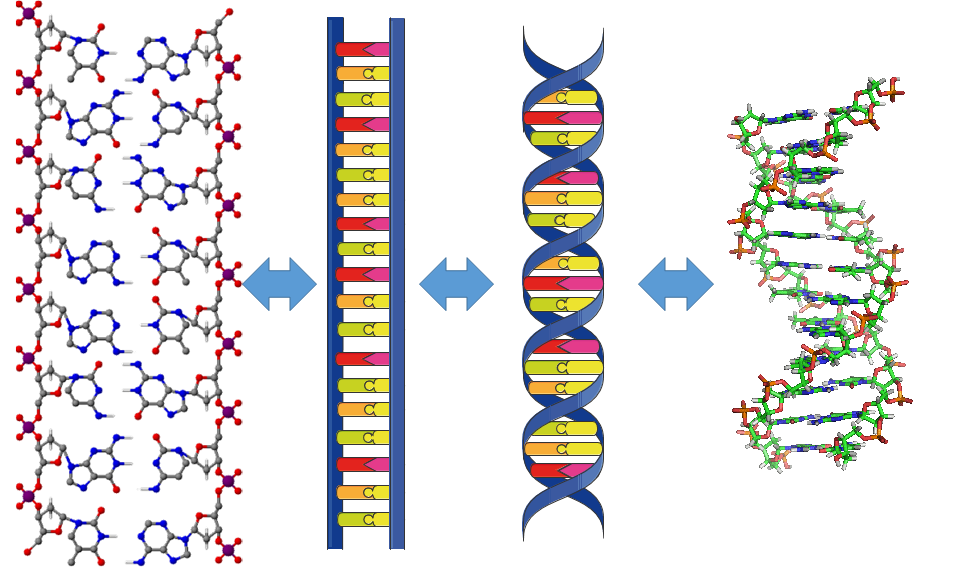son cadenas de adn b log ia 2 0 el adn la mol 233 cula de la herencia son cadenas de adn b log ia 2 0 el adn la mol 233 cula de la herencia