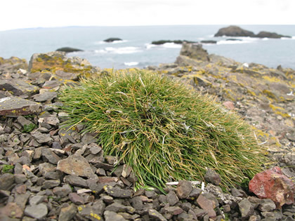 Antarctica grass