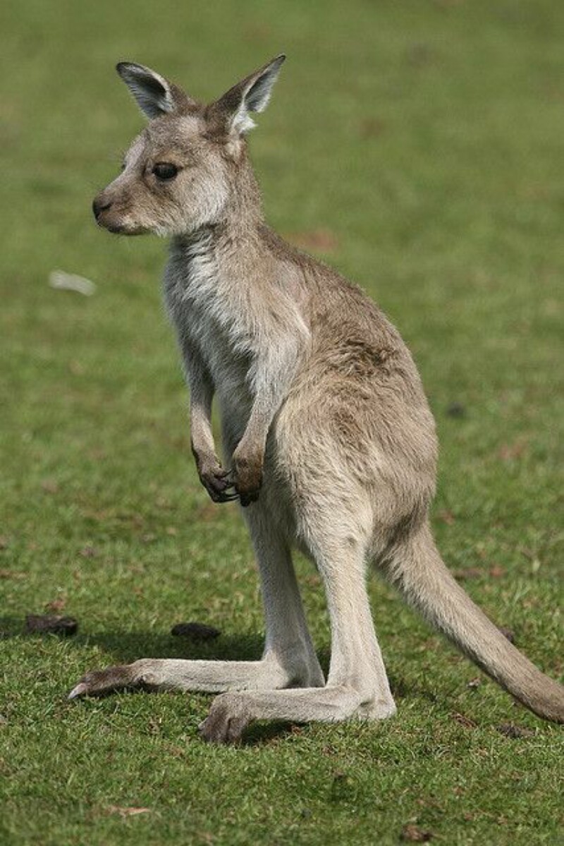 Animals Beautiful Australia Kangaroo Wallpapers