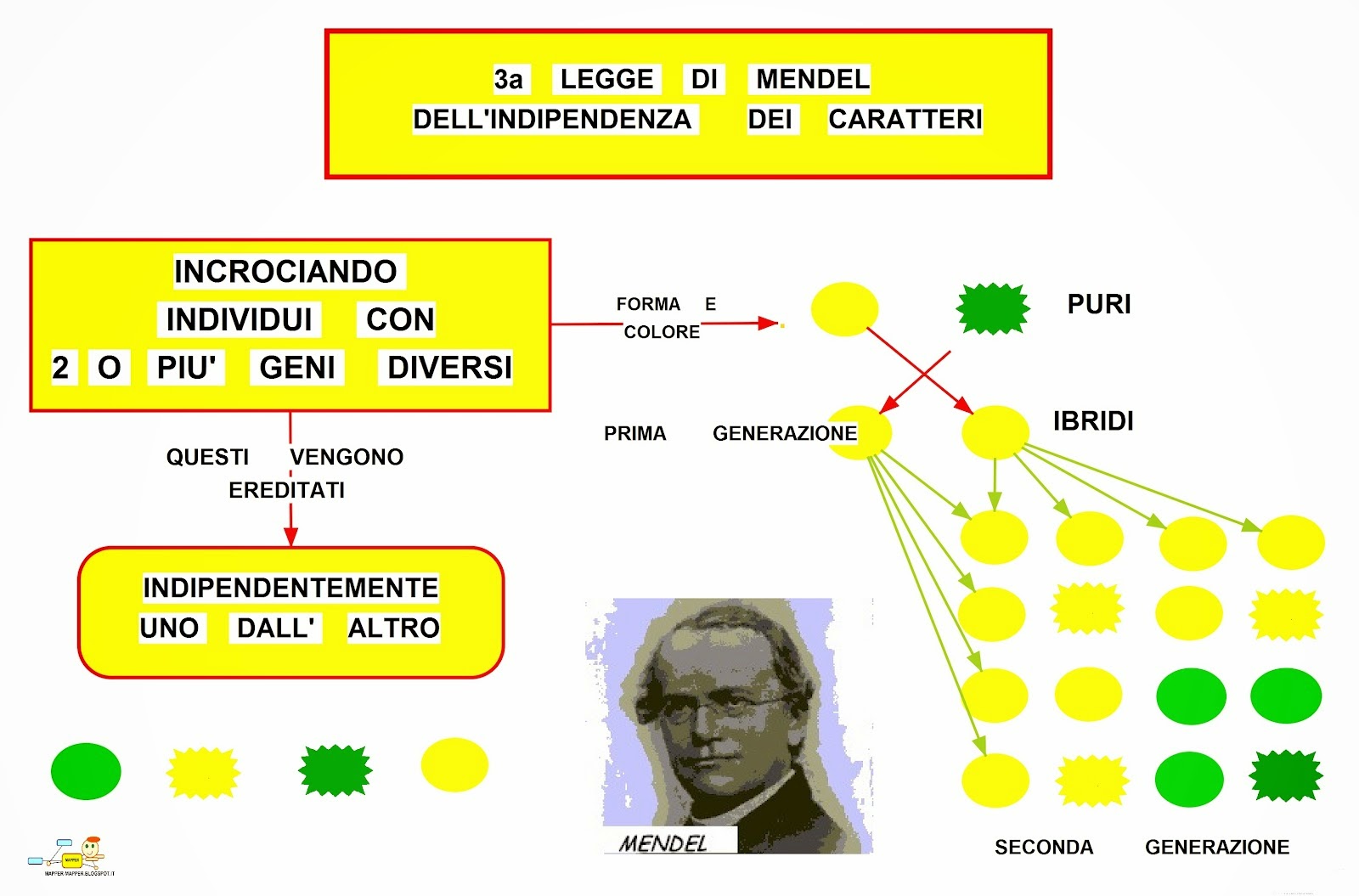 Mappa concettuale: 3° legge di Mendel • Scuolissima.com