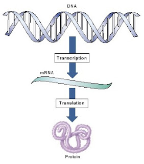 Central Dogma, transkripsi, translasi, sintesis protein, ekspresi gen
