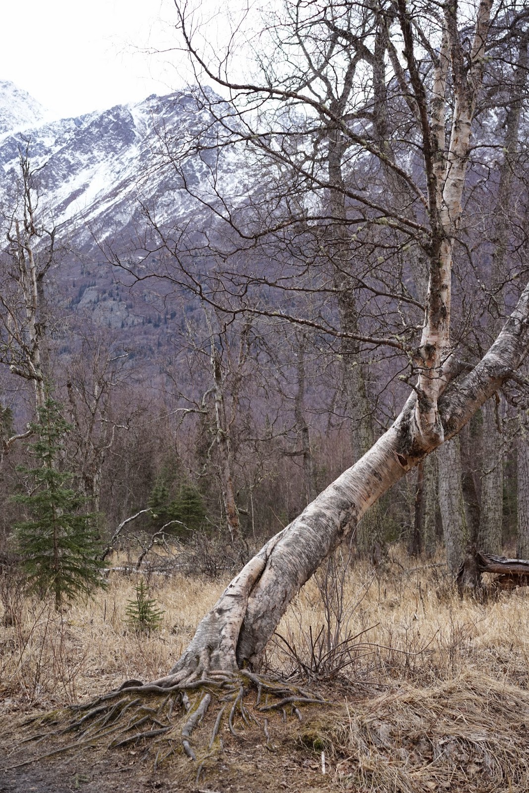 Lost But Loving It...In Alaska! Trees of Alaska