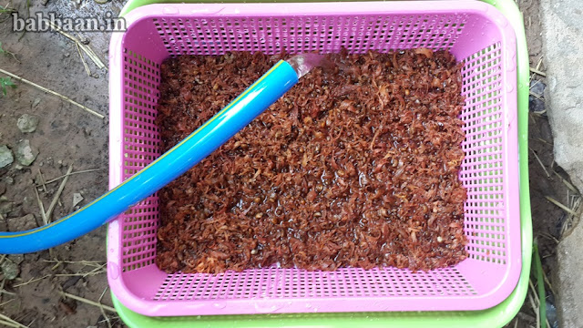 หวานเมล็ดผักบุ้งลงในตระกร้า หวานเมล็ดผักบุ้งลงในตระกร้า