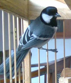 Download Suara Burung Gelatik Gacor Terlama Panjang Master Jmg