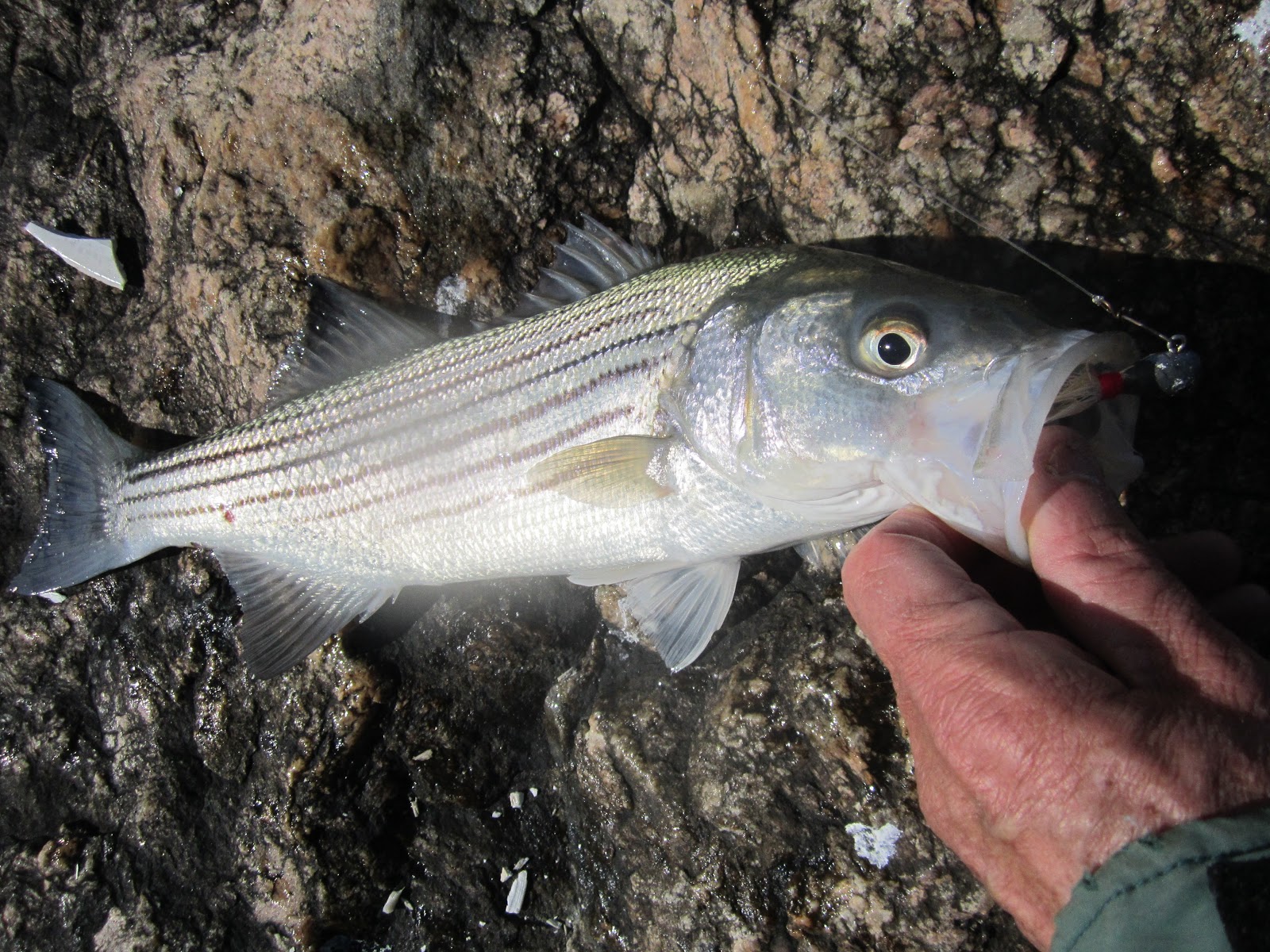 Rhode Island Striped Bass Report from Oceanfront