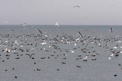 Shearwaters Shearwaters feeding
