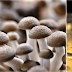 Nachgekocht: Mushroom jelly with mushroom cream à la Heston Blumenthal