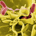 Cours Présentation Biotechnologie microbienne ECOLOGIE MICROBIENNE SVI S6