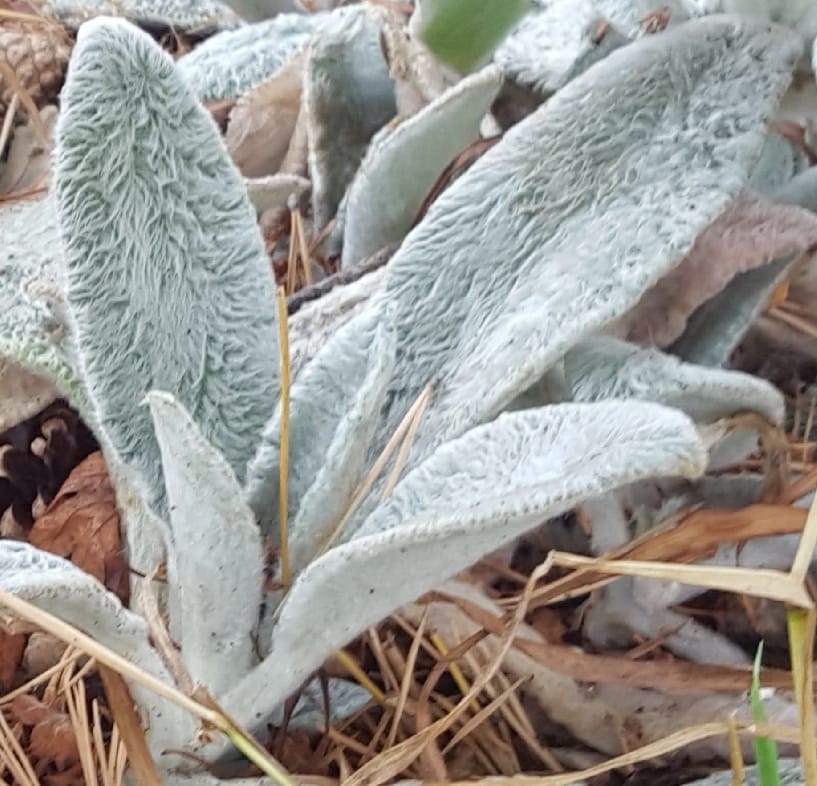 REWinn Lamb's Ear