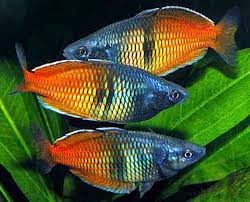 Ikan Hias Aquarium Mini Ikan Hias Aquarium Mini