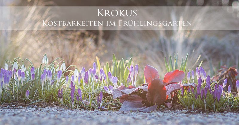 Gartenblog Geniesser Garten Erste Blueten Im Garten Crocus