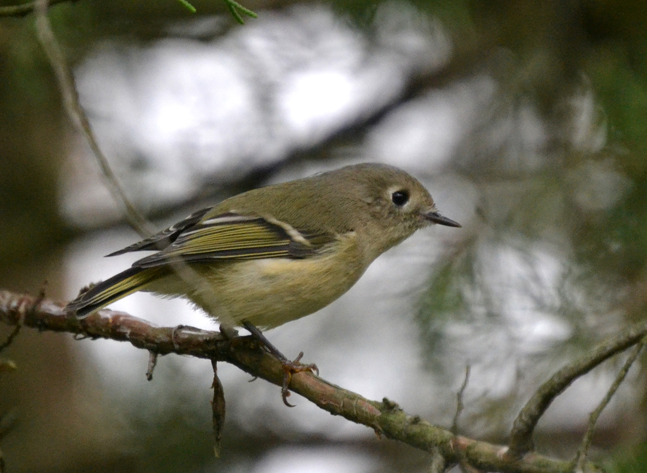 Woods Walks and Wildlife: Invading Red-breasted Nuthatches, and More ...