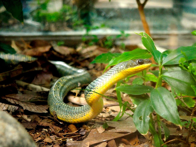 Snakes & reptiles in the Herpatarium, Monteverde, Costa Rica