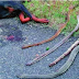 Este perrito tuvo una escalofriante pelea con cobras venenosas ¡el porqué es increíble!