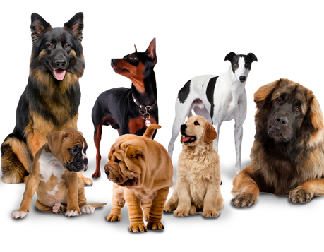 Dog Breeds Blog