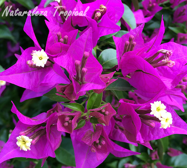 Floración de una especie de buganvilia, género Bougainvillea